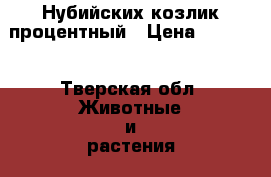 Нубийских козлик процентный › Цена ­ 7 000 - Тверская обл. Животные и растения » Другие животные   . Тверская обл.